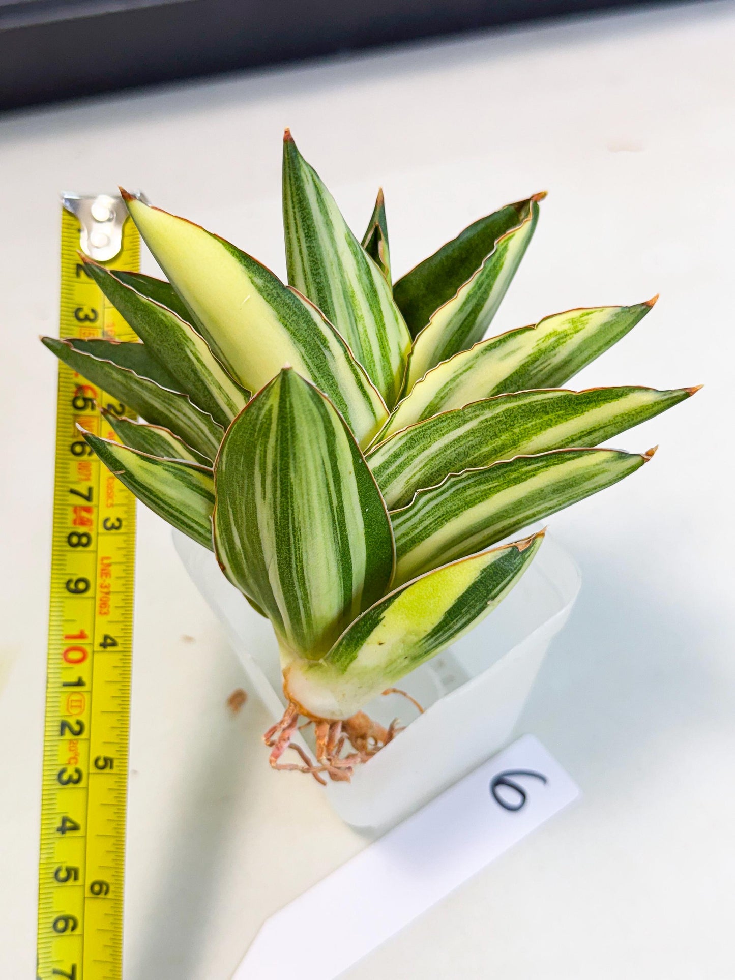 Sansevieria Adaman Var (ca4) (6) | Imported House Plants