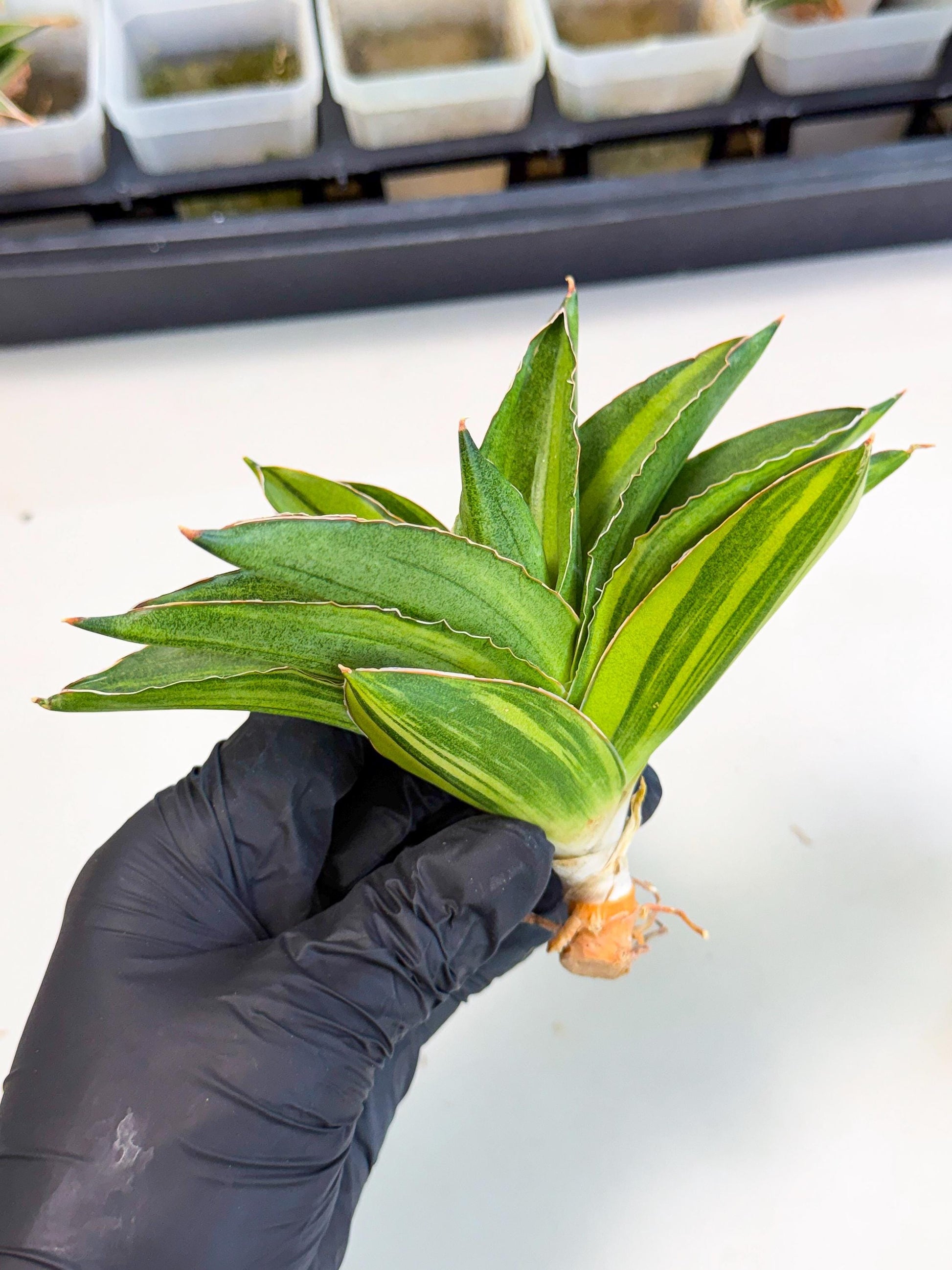 Sansevieria Adaman Var (ca4) (7) | Imported House Plants