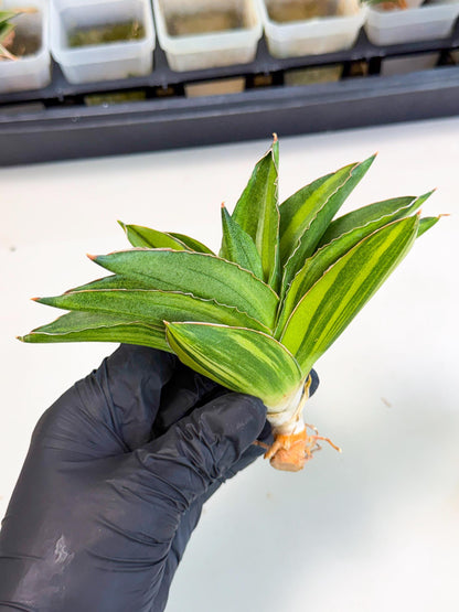 Sansevieria Adaman Var (ca4) (7) | Imported House Plants