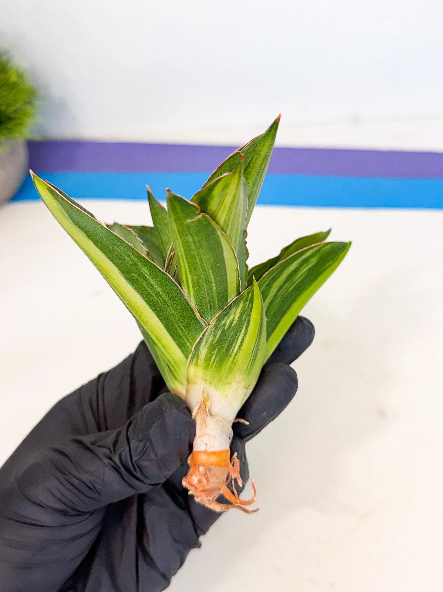 Sansevieria Adaman Var (ca4) (7) | Imported House Plants