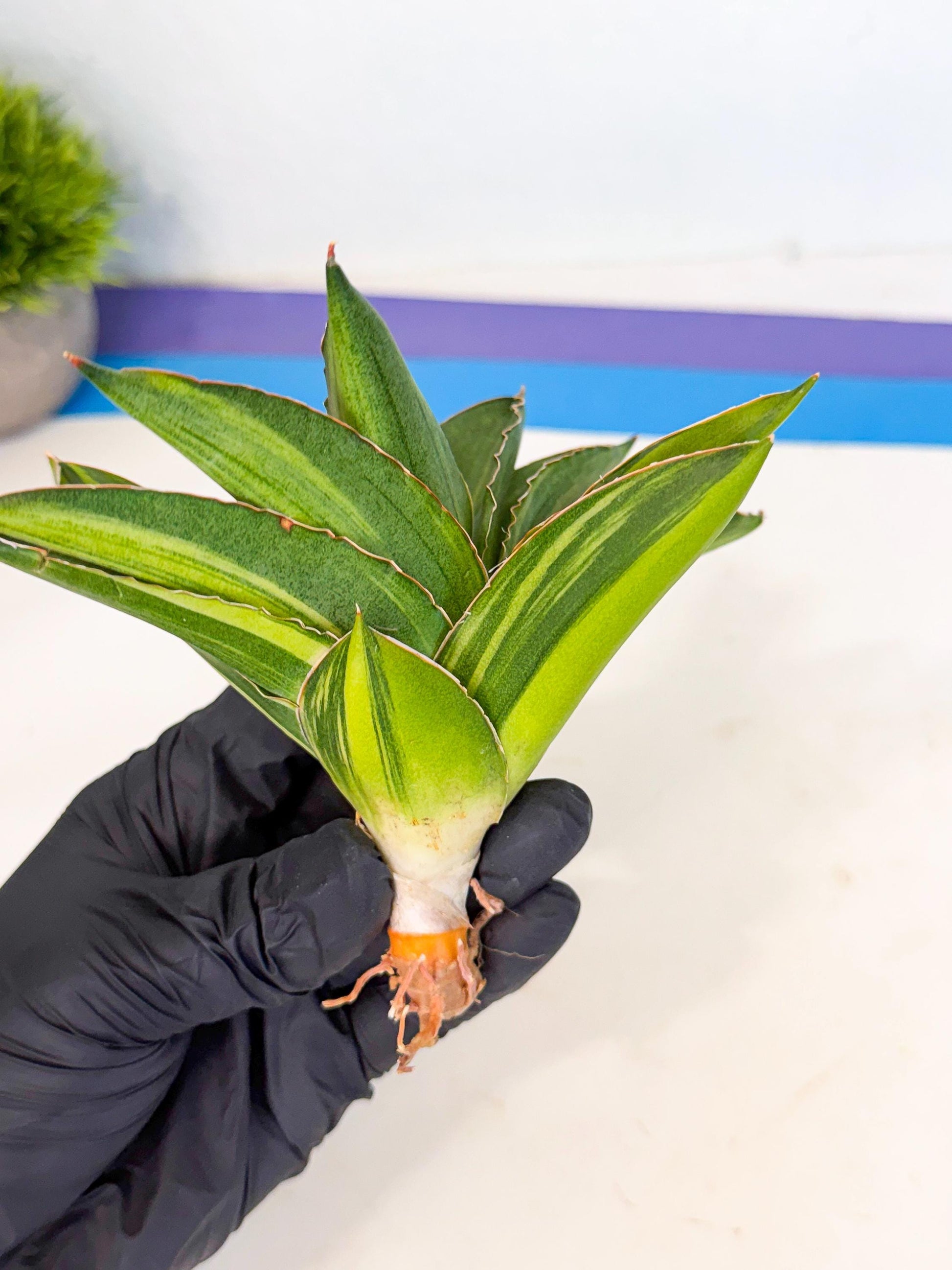 Sansevieria Adaman Var (ca4) (7) | Imported House Plants