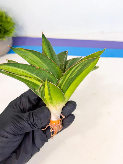Sansevieria Adaman Var (ca4) (7) | Imported House Plants