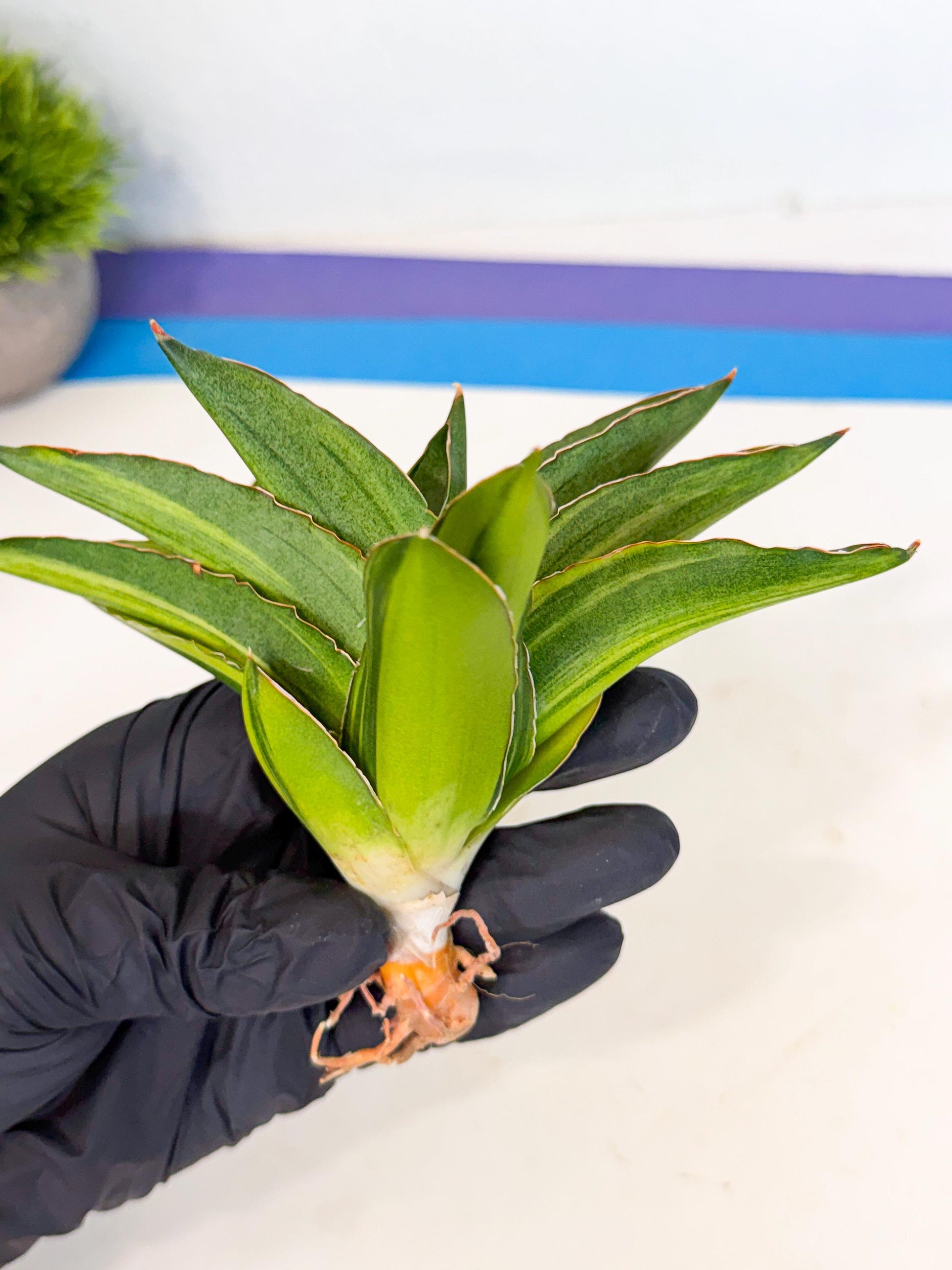Sansevieria Adaman Var (ca4) (7) | Imported House Plants