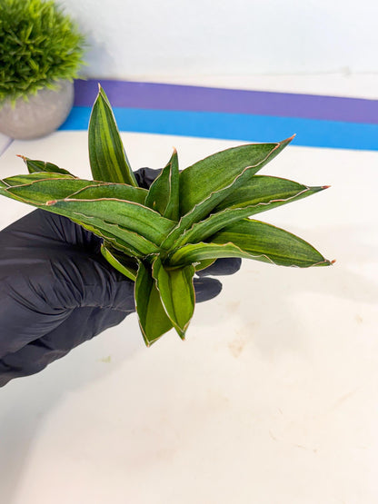 Sansevieria Adaman Var (ca4) (7) | Imported House Plants