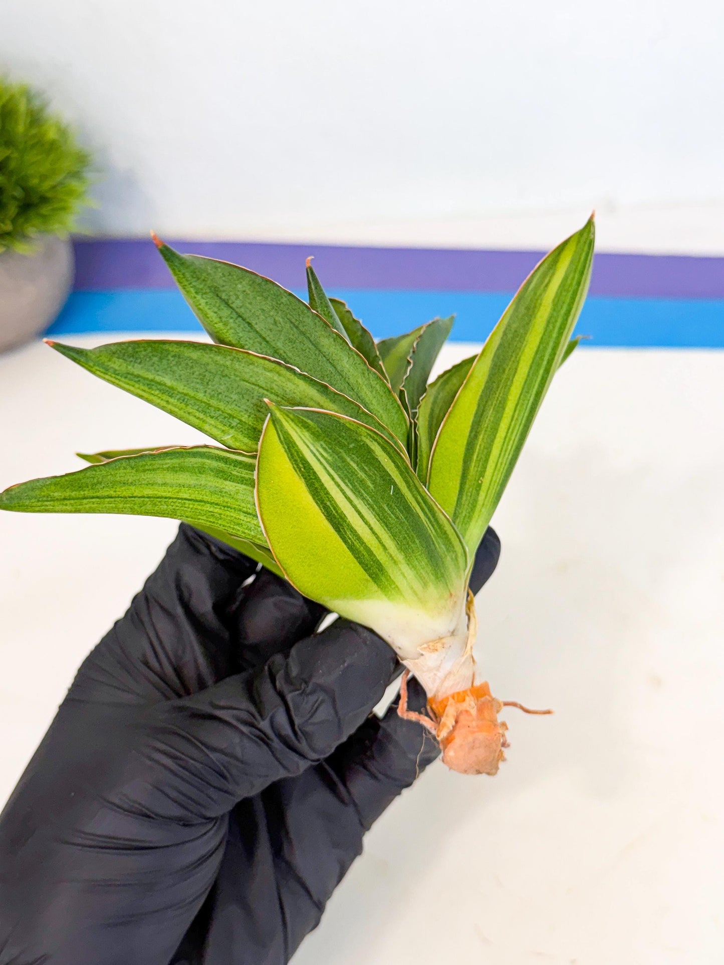 Sansevieria Adaman Var (ca4) (7) | Imported House Plants