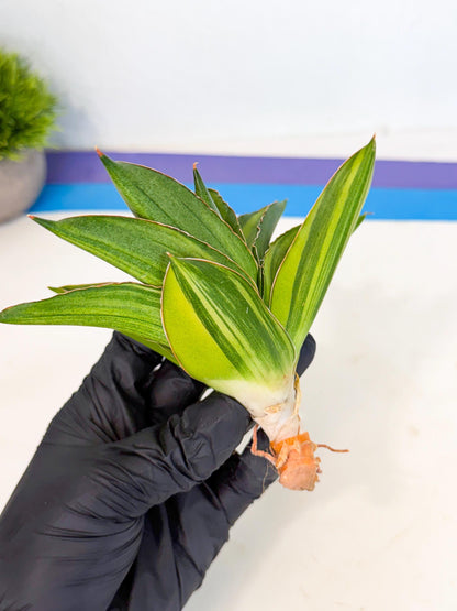 Sansevieria Adaman Var (ca4) (7) | Imported House Plants