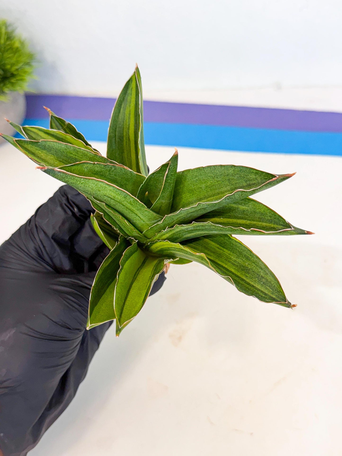 Sansevieria Adaman Var (ca4) (7) | Imported House Plants