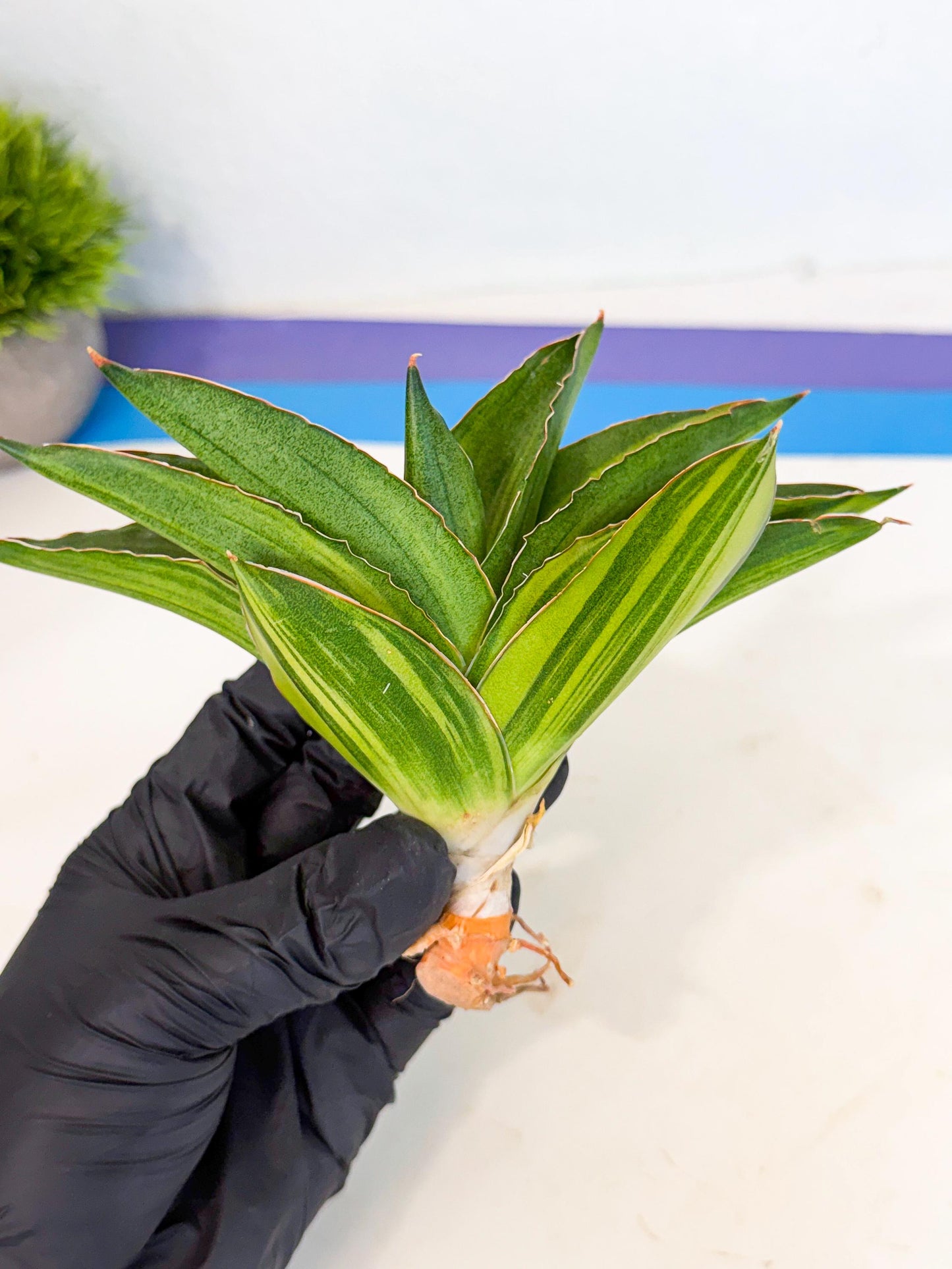 Sansevieria Adaman Var (ca4) (7) | Imported House Plants