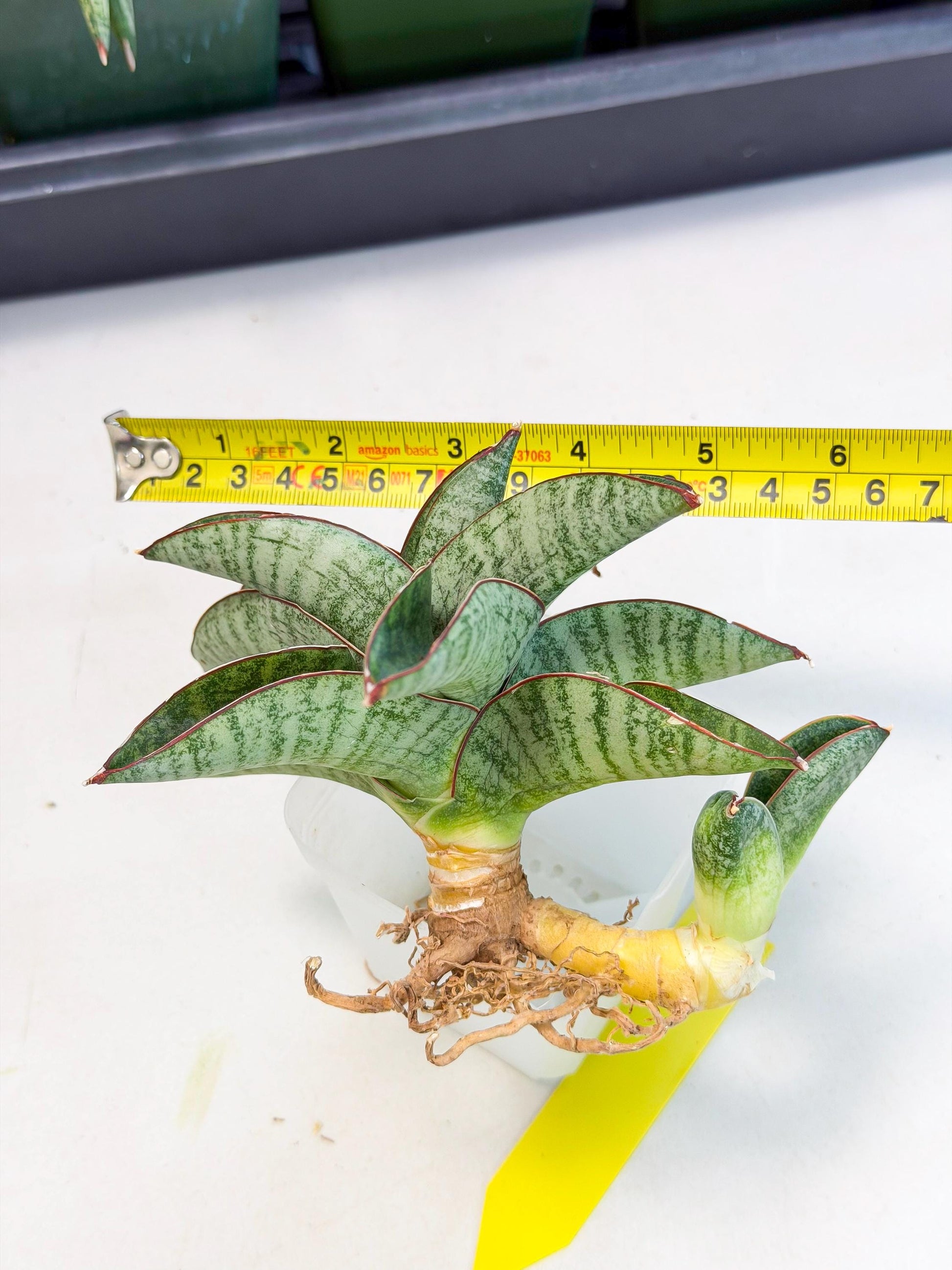 Sansevieria Nakata (ca4) (yy) | Imported Sansevieria
