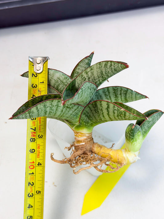 Sansevieria Nakata (ca4) (yy) | Imported Sansevieria
