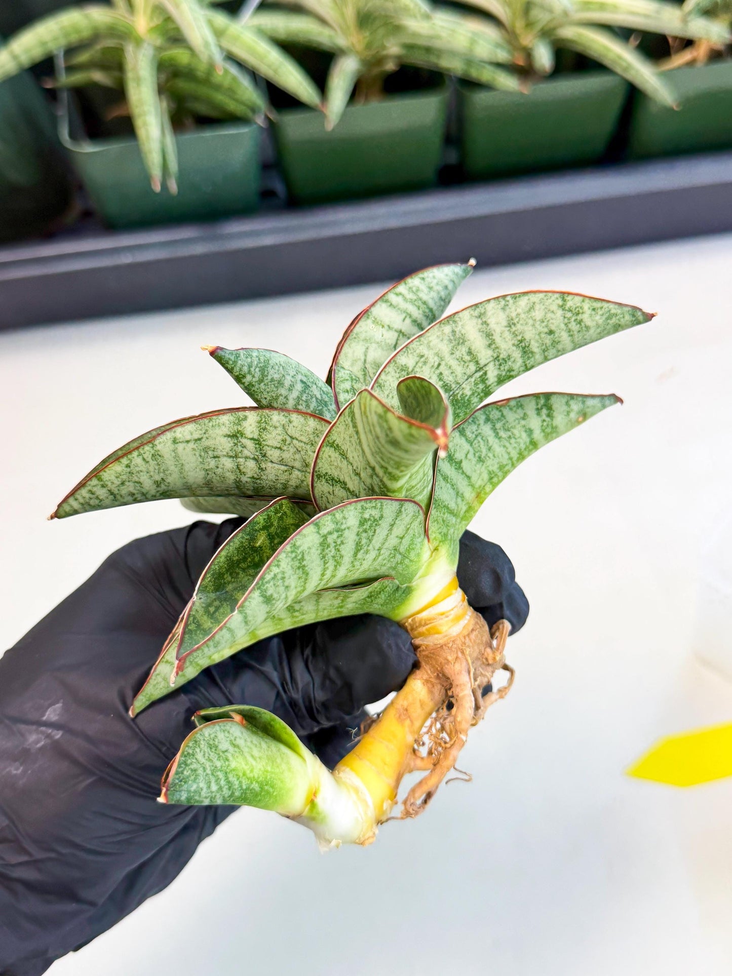 Sansevieria Nakata (ca4) (yy) | Imported Sansevieria