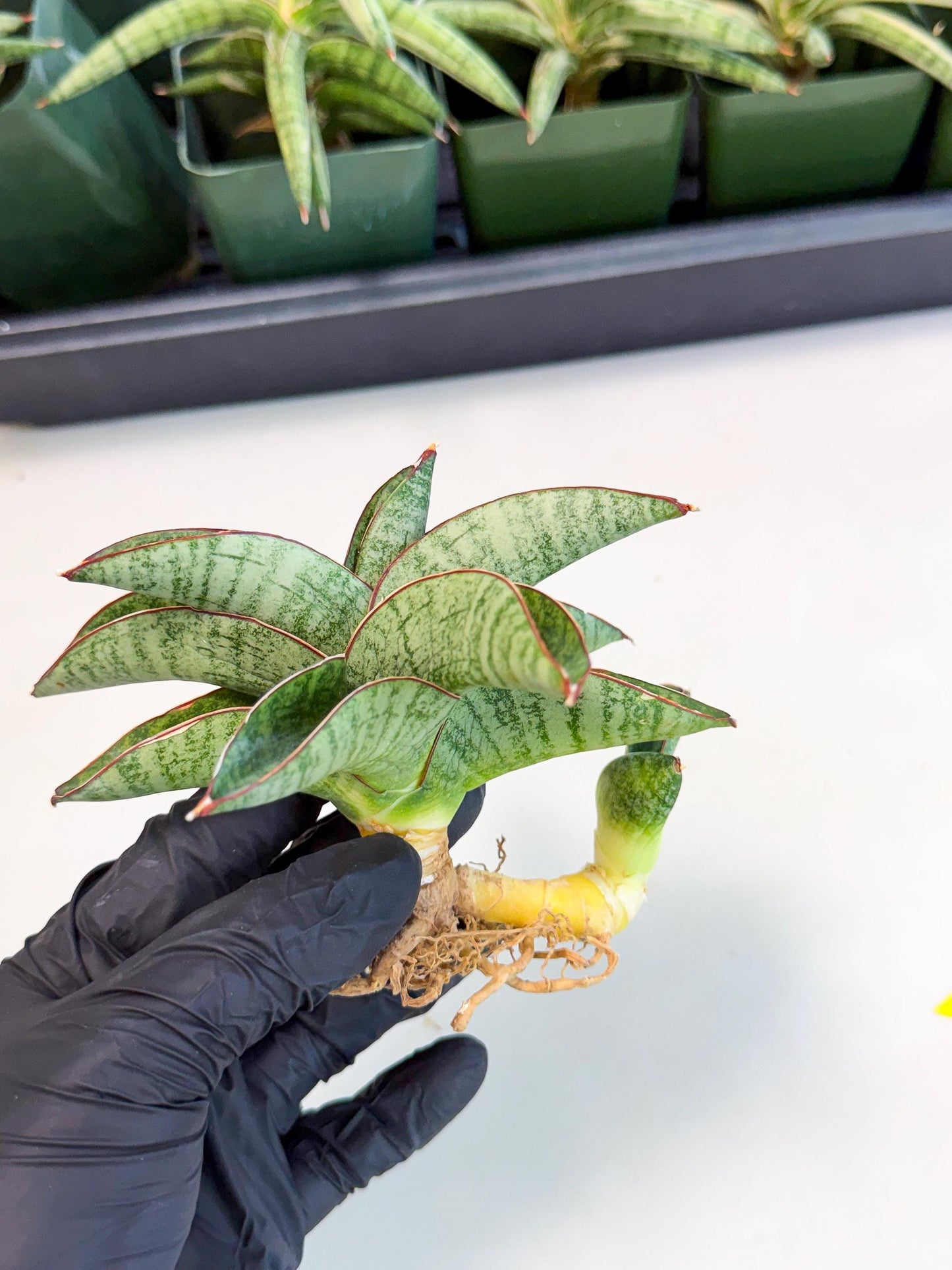 Sansevieria Nakata (ca4) (yy) | Imported Sansevieria