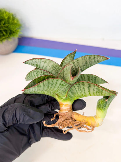 Sansevieria Nakata (ca4) (yy) | Imported Sansevieria
