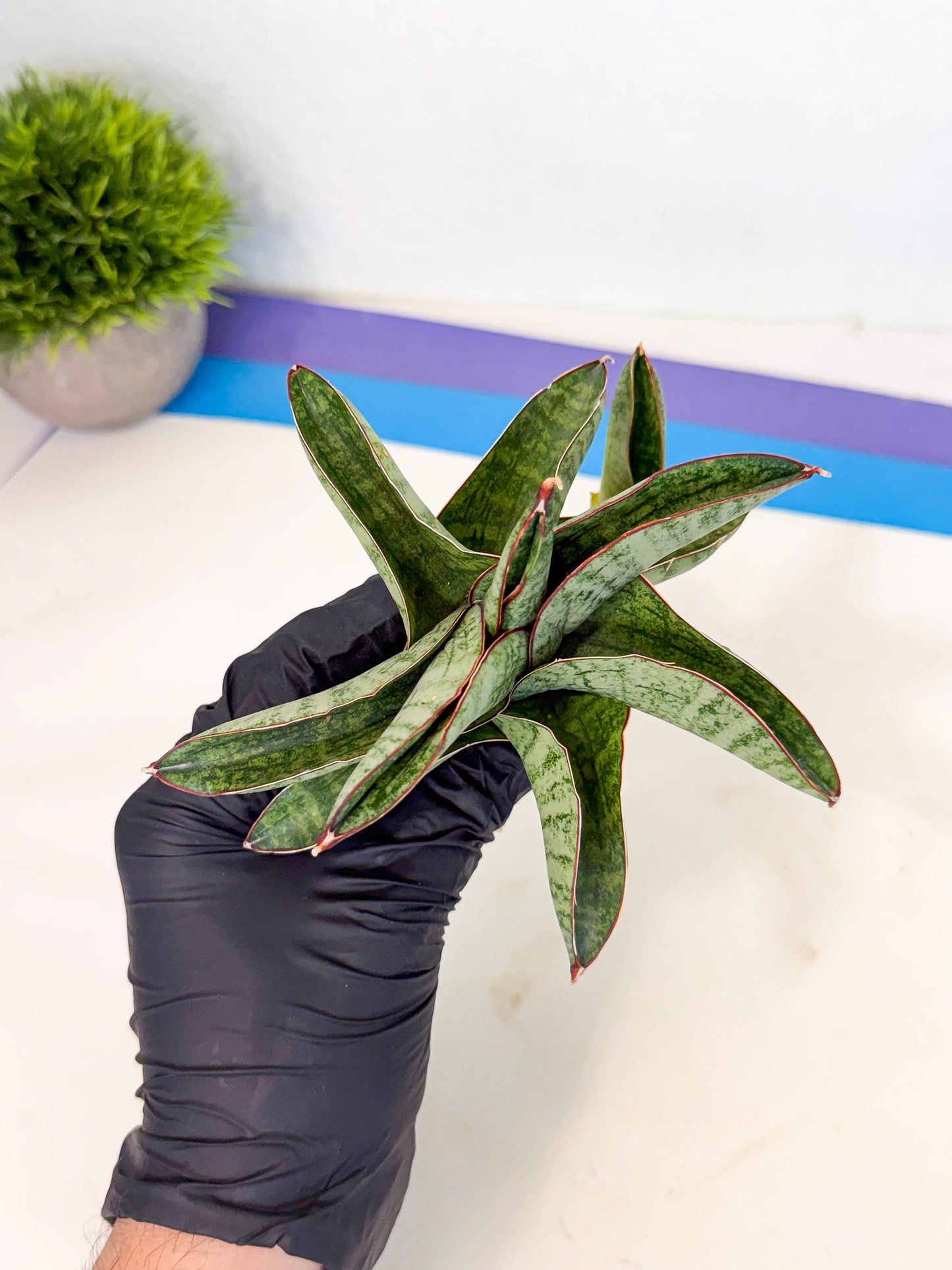 Sansevieria Nakata (ca4) (yy) | Imported Sansevieria