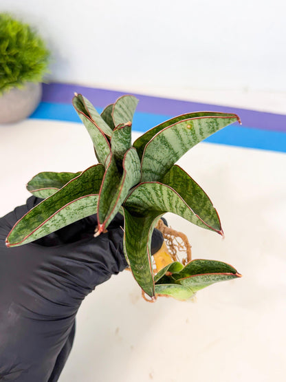 Sansevieria Nakata (ca4) (yy) | Imported Sansevieria