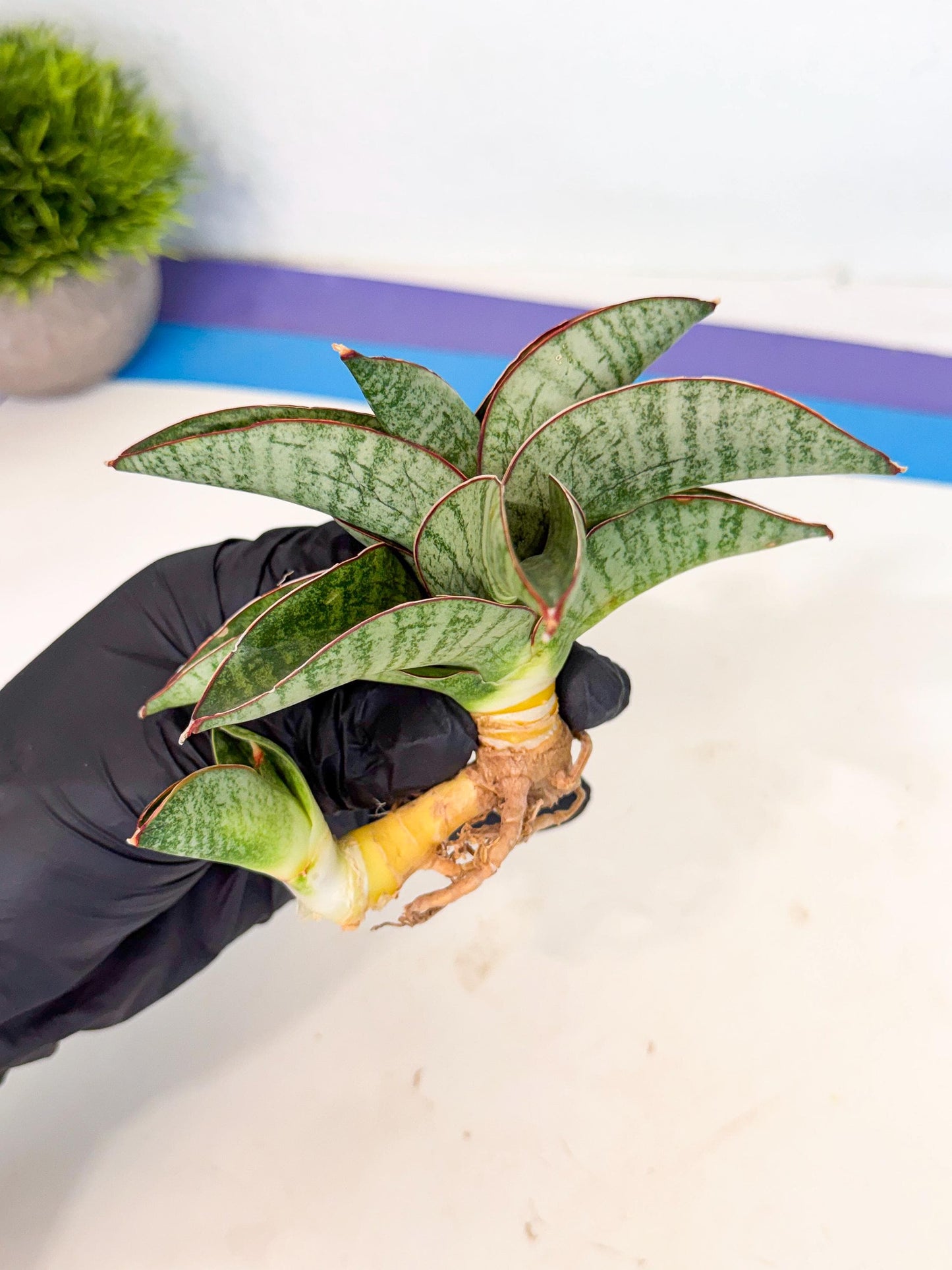 Sansevieria Nakata (ca4) (yy) | Imported Sansevieria