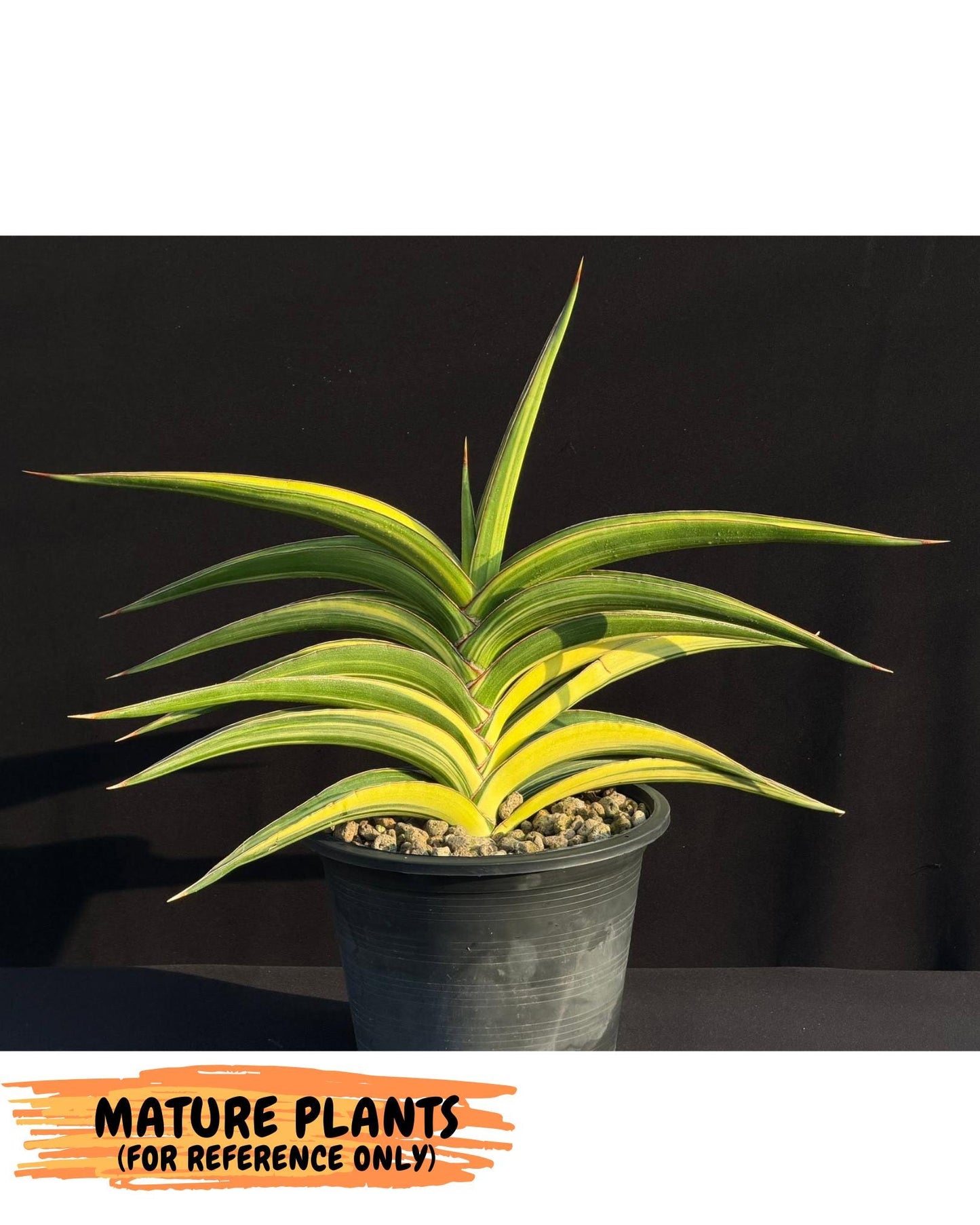 Sansevieria Robusta Narrow Leaf Var (ca4) (r) | Imported House Plants