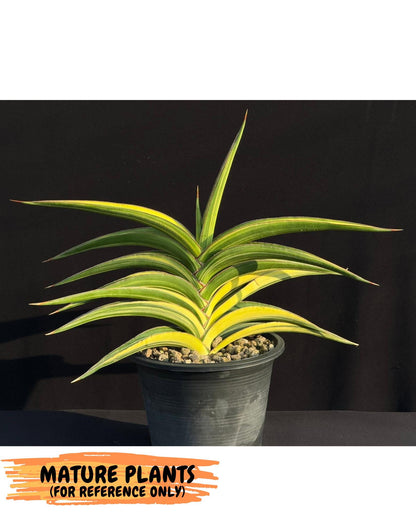 Sansevieria Robusta Narrow Leaf Var (ca4) (b) | Imported House Plants