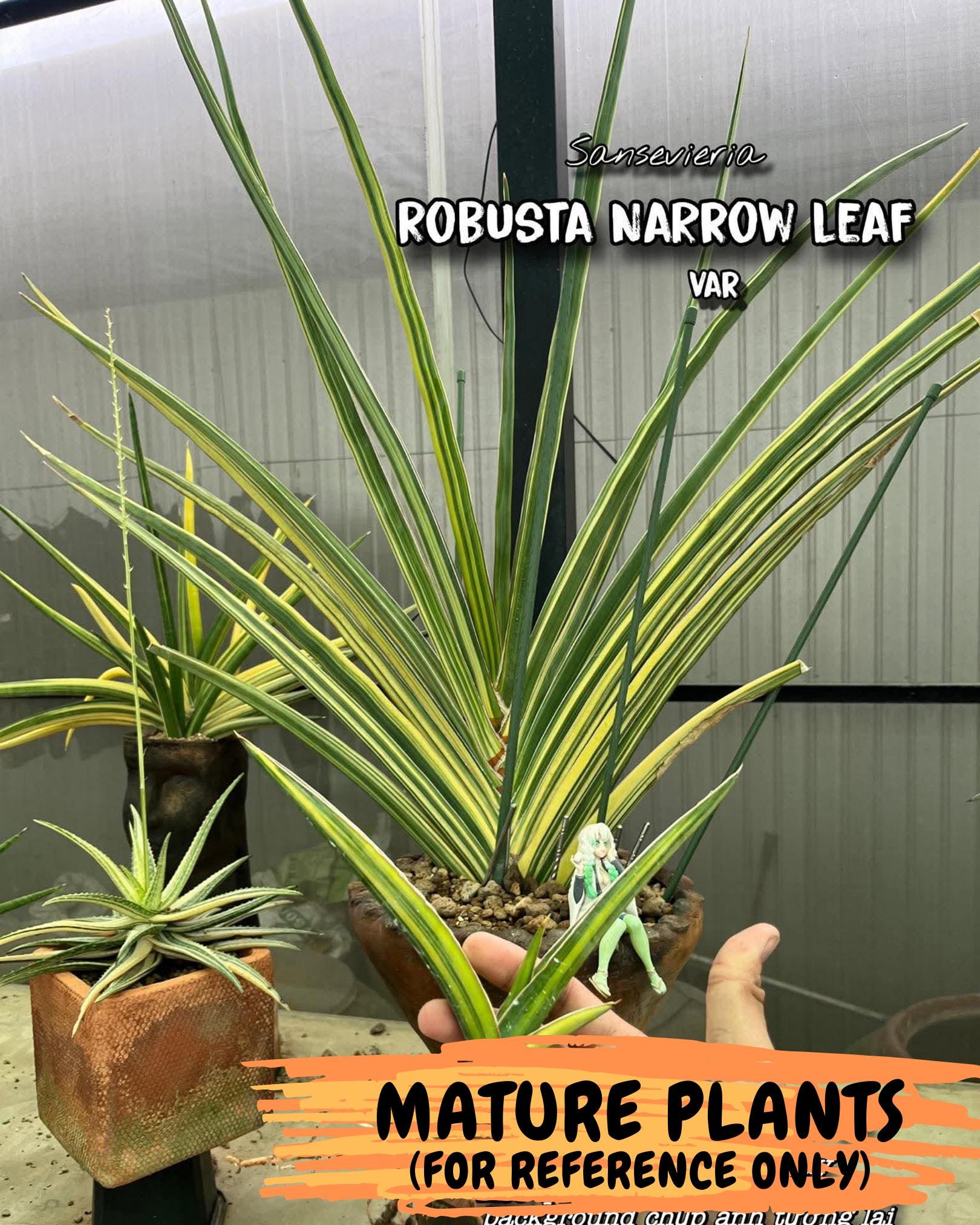 Sansevieria Robusta Narrow Leaf Var (ca4) (r) | Imported House Plants