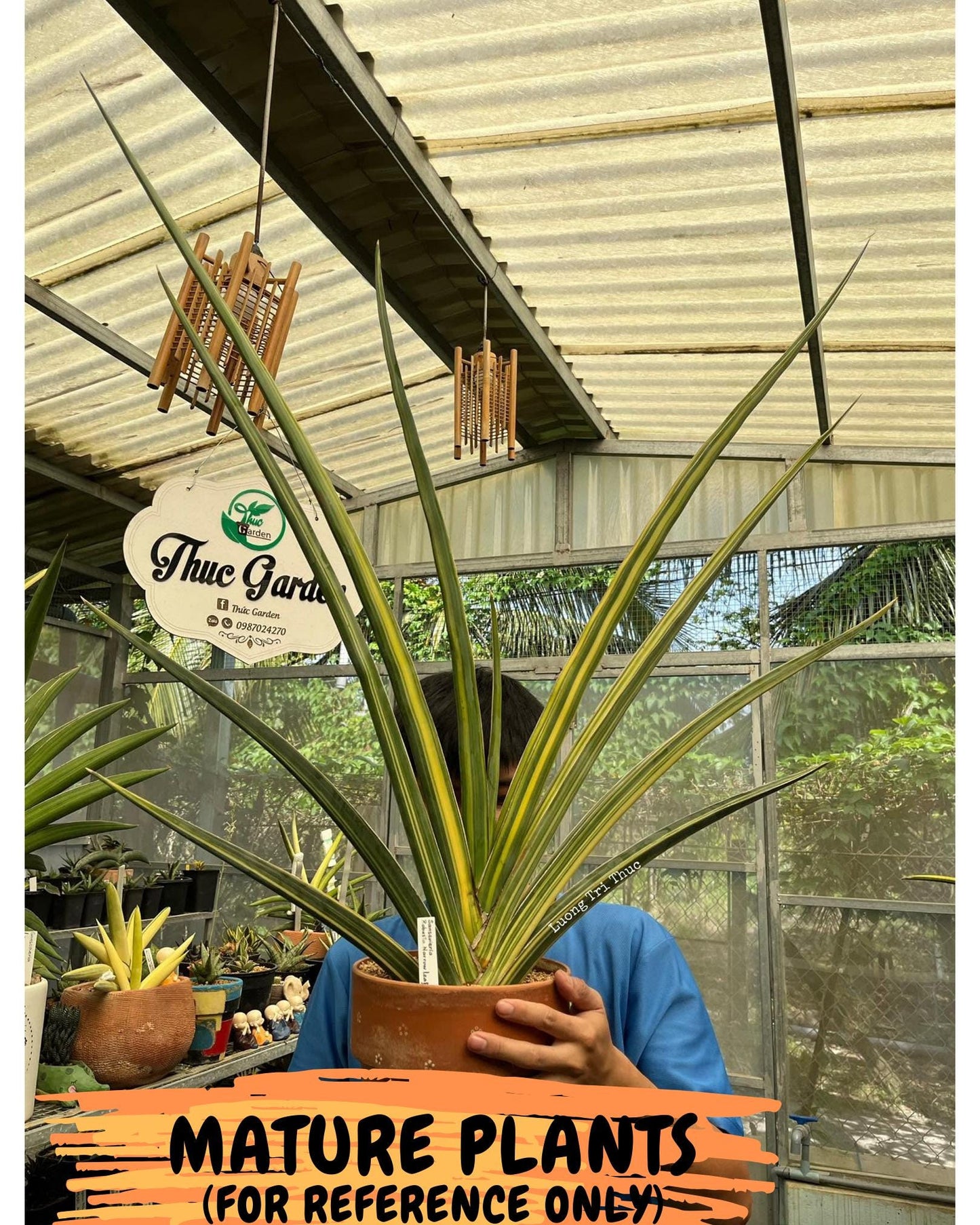 Sansevieria Robusta Narrow Leaf Var (ca4) (p) | Dmg for Propagation