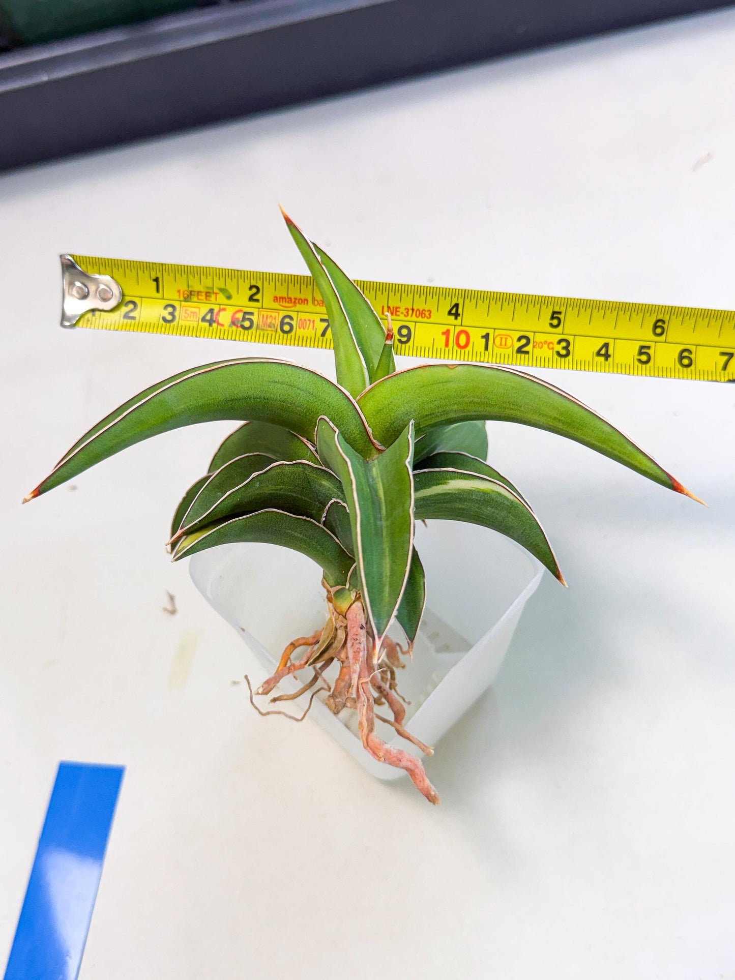 Sansevieria Robusta Narrow Leaf Var (ca4) (b) | Imported House Plants