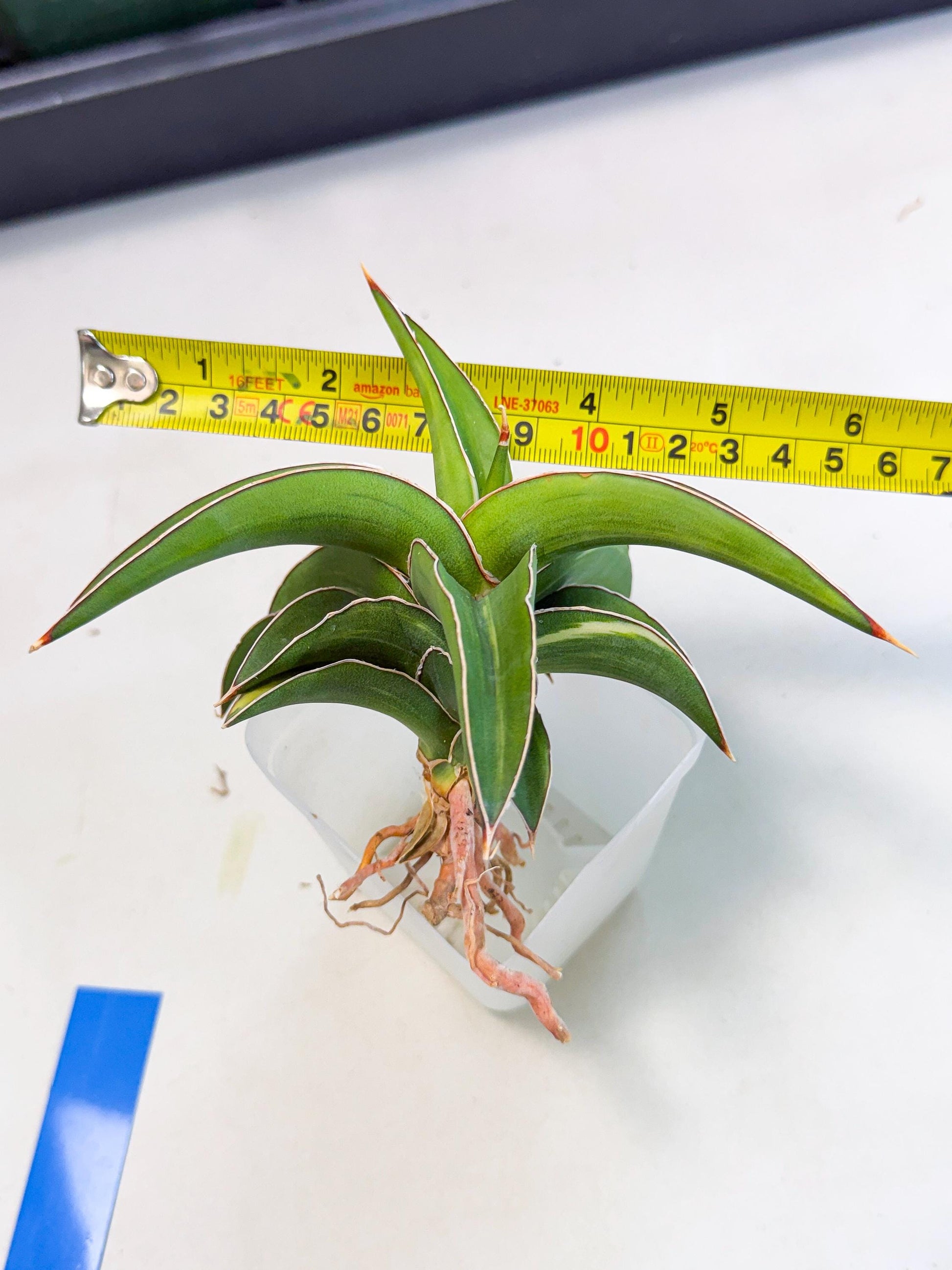 Sansevieria Robusta Narrow Leaf Var (ca4) (b) | Imported House Plants