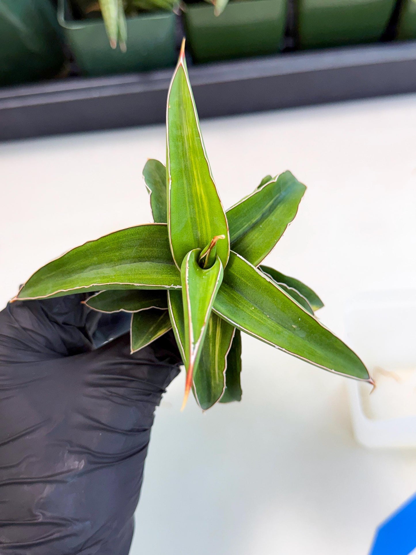 Sansevieria Robusta Narrow Leaf Var (ca4) (b) | Imported House Plants