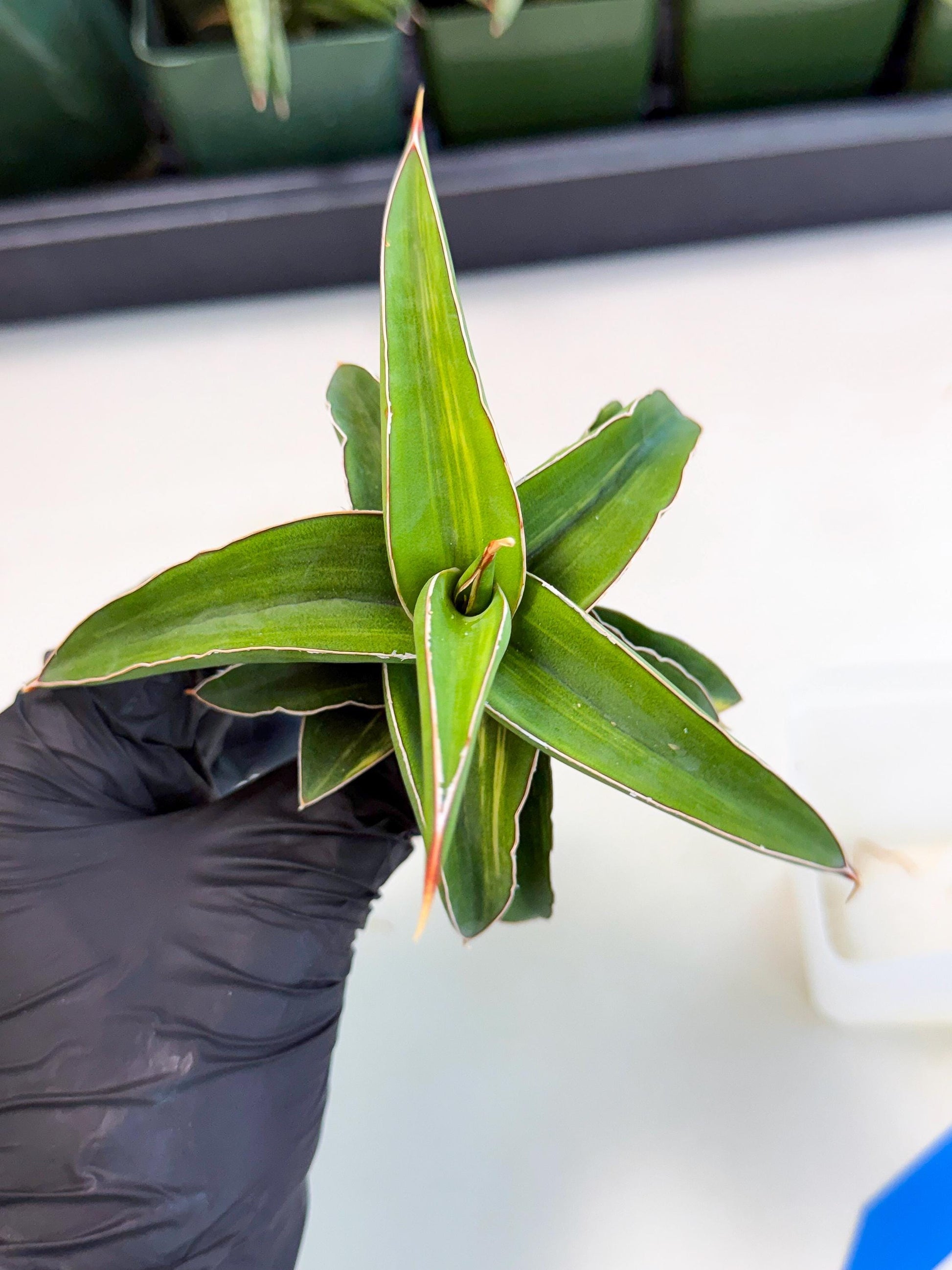 Sansevieria Robusta Narrow Leaf Var (ca4) (b) | Imported House Plants