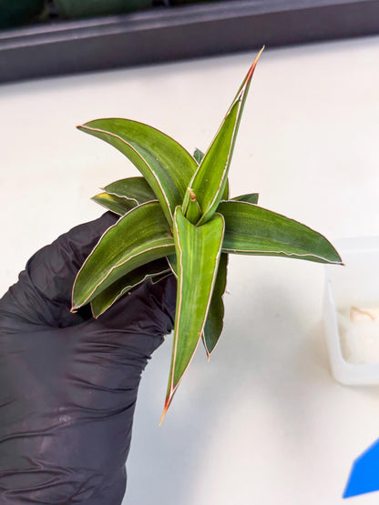 Sansevieria Robusta Narrow Leaf Var (ca4) (b) | Imported House Plants