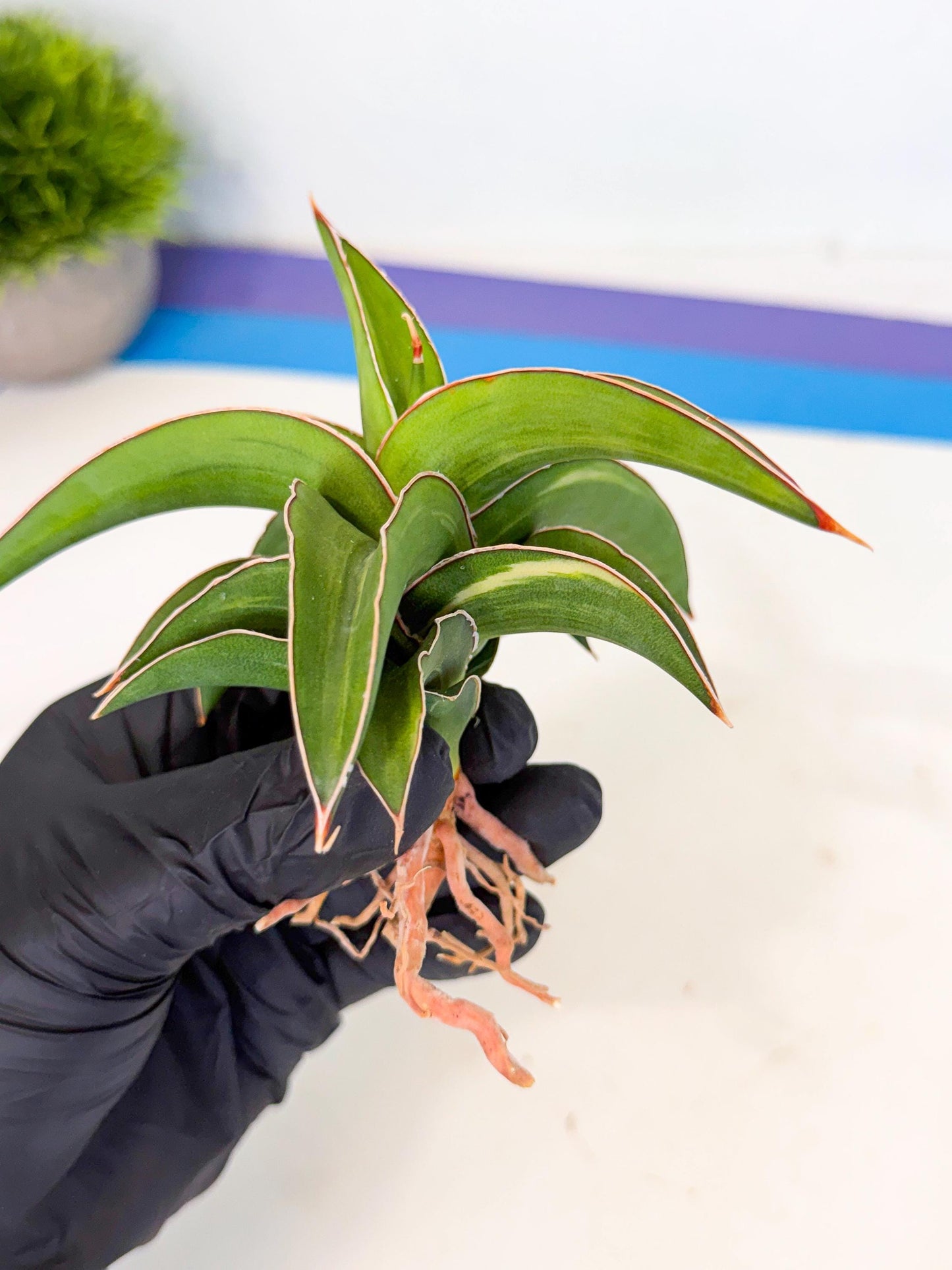 Sansevieria Robusta Narrow Leaf Var (ca4) (b) | Imported House Plants
