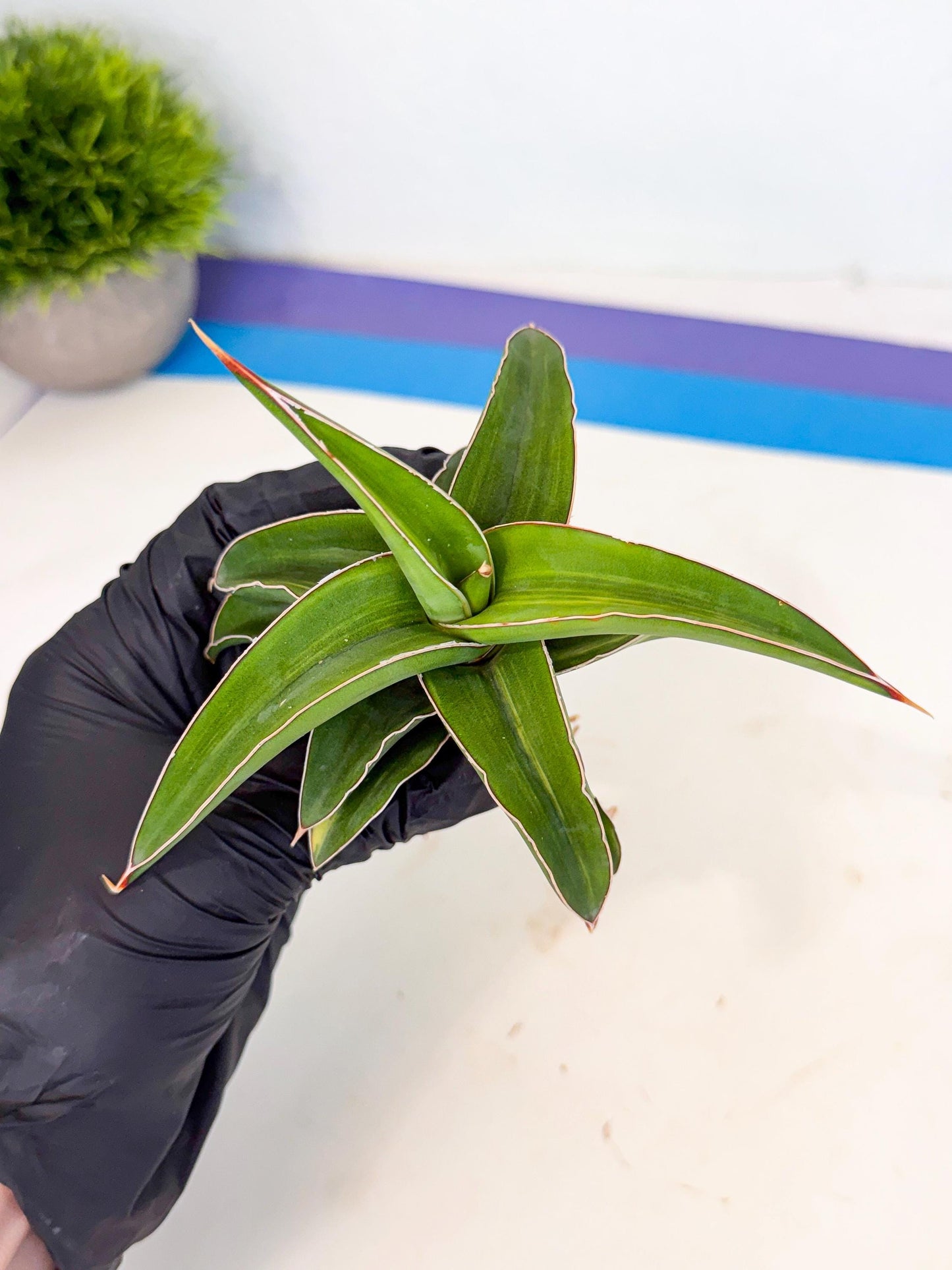 Sansevieria Robusta Narrow Leaf Var (ca4) (b) | Imported House Plants