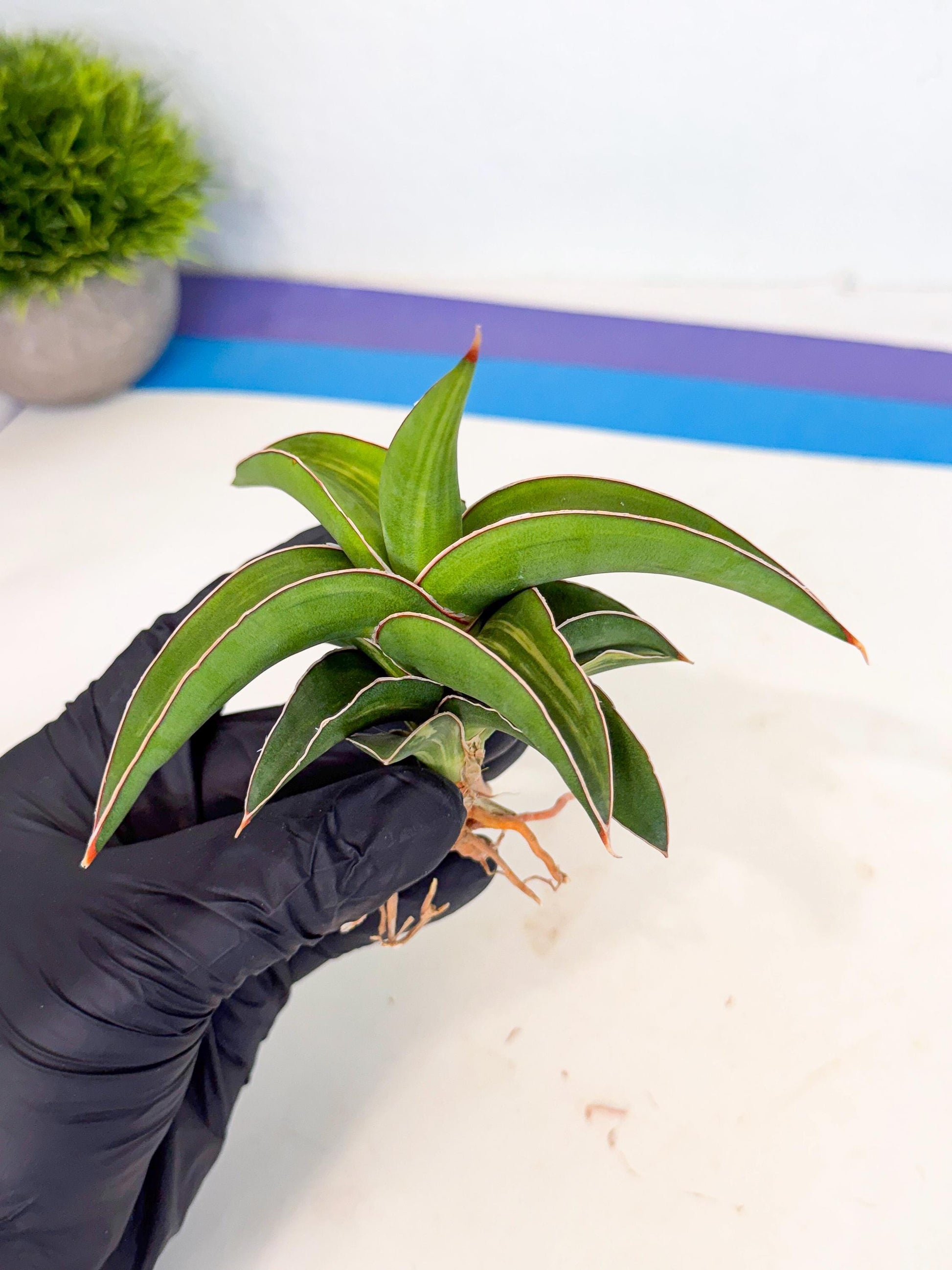 Sansevieria Robusta Narrow Leaf Var (ca4) (b) | Imported House Plants