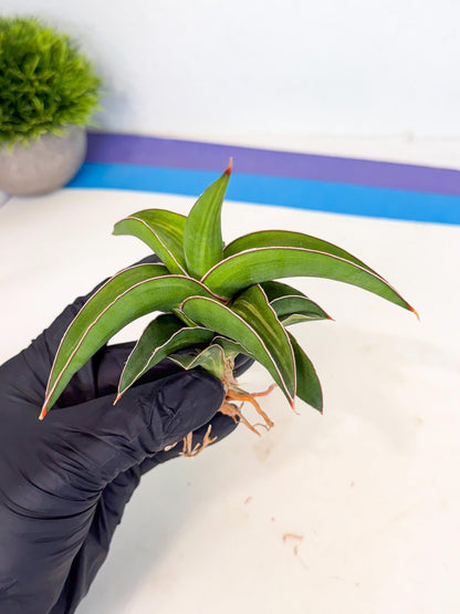 Sansevieria Robusta Narrow Leaf Var (ca4) (b) | Imported House Plants