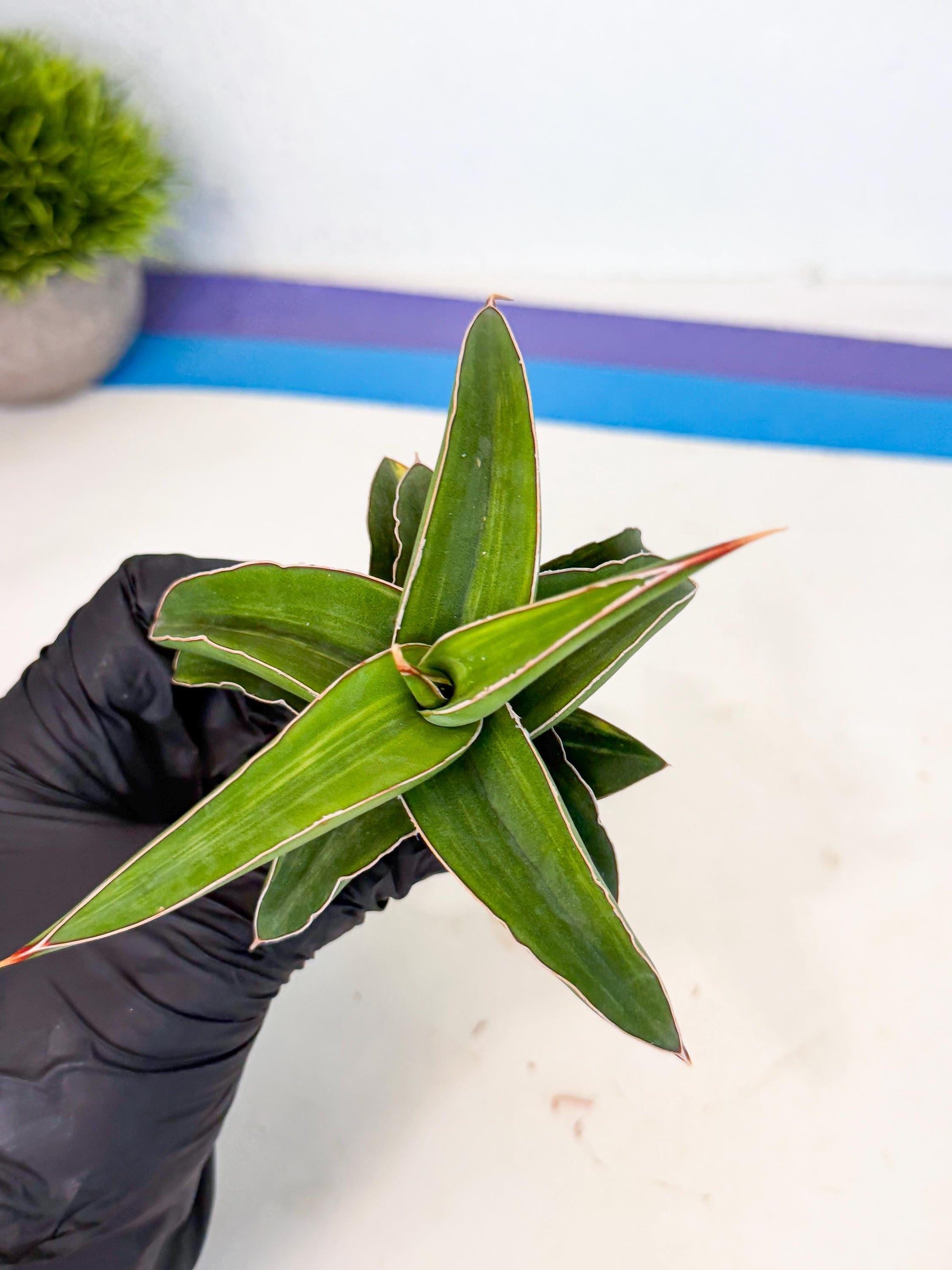Sansevieria Robusta Narrow Leaf Var (ca4) (b) | Imported House Plants