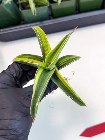 Sansevieria Robusta Narrow Leaf Var (ca4) (r) | Imported House Plants