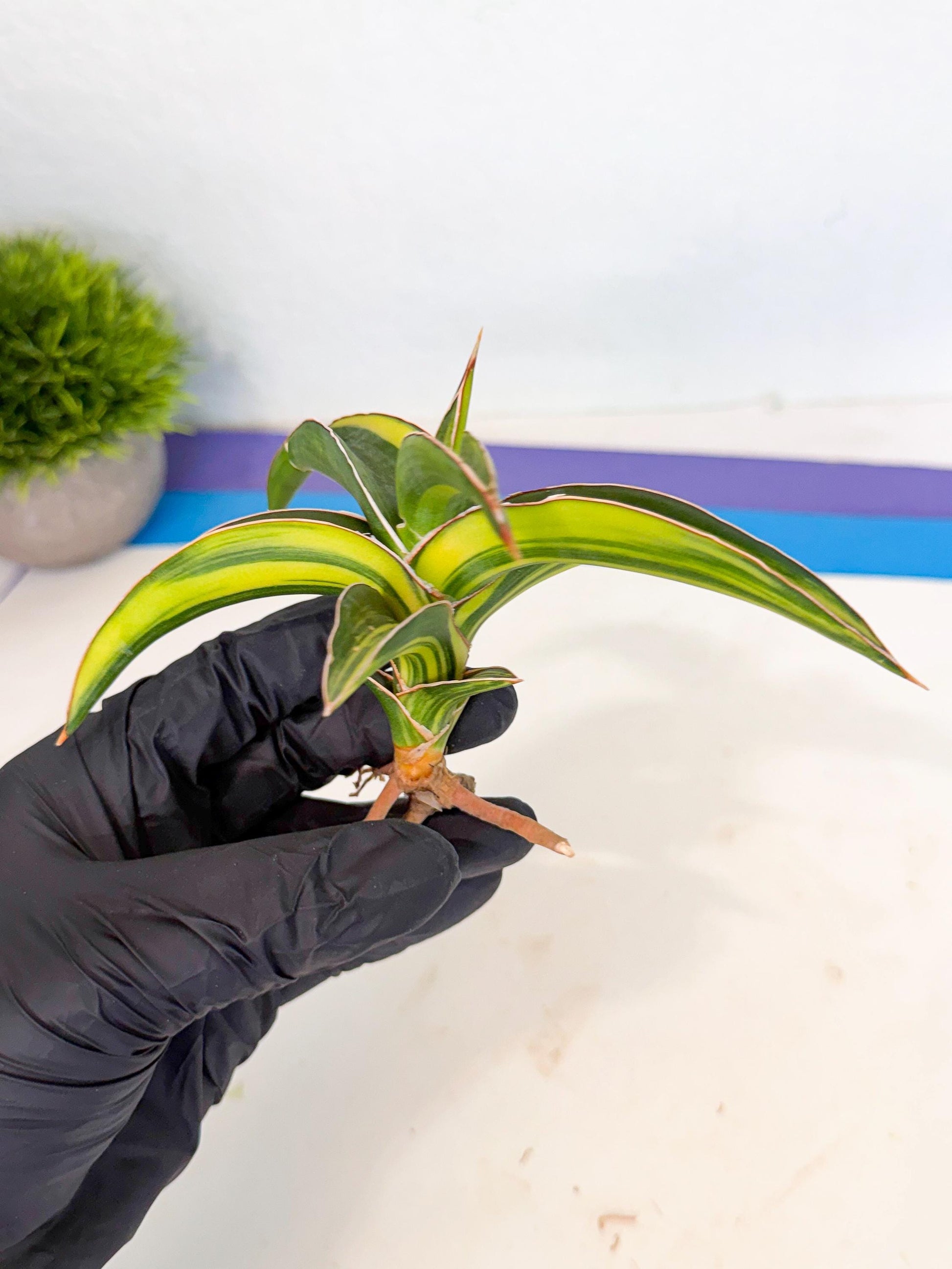 Sansevieria Robusta Narrow Leaf Var (ca4) (r) | Imported House Plants