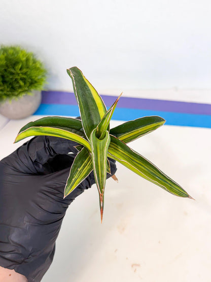 Sansevieria Robusta Narrow Leaf Var (ca4) (r) | Imported House Plants