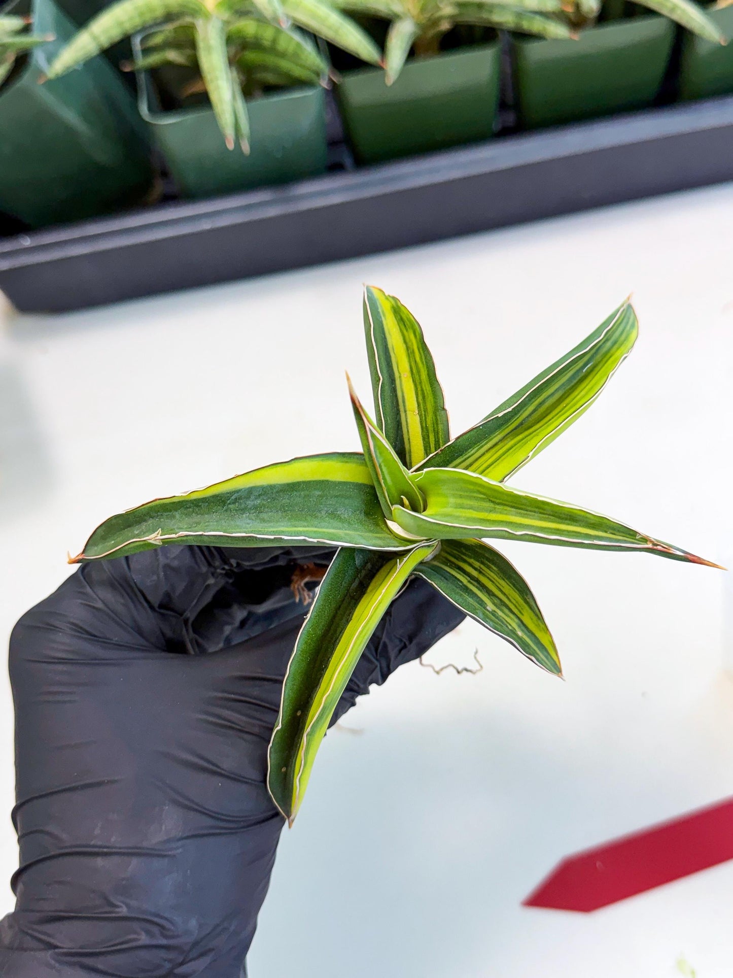 Sansevieria Robusta Narrow Leaf Var (ca4) (r) | Imported House Plants