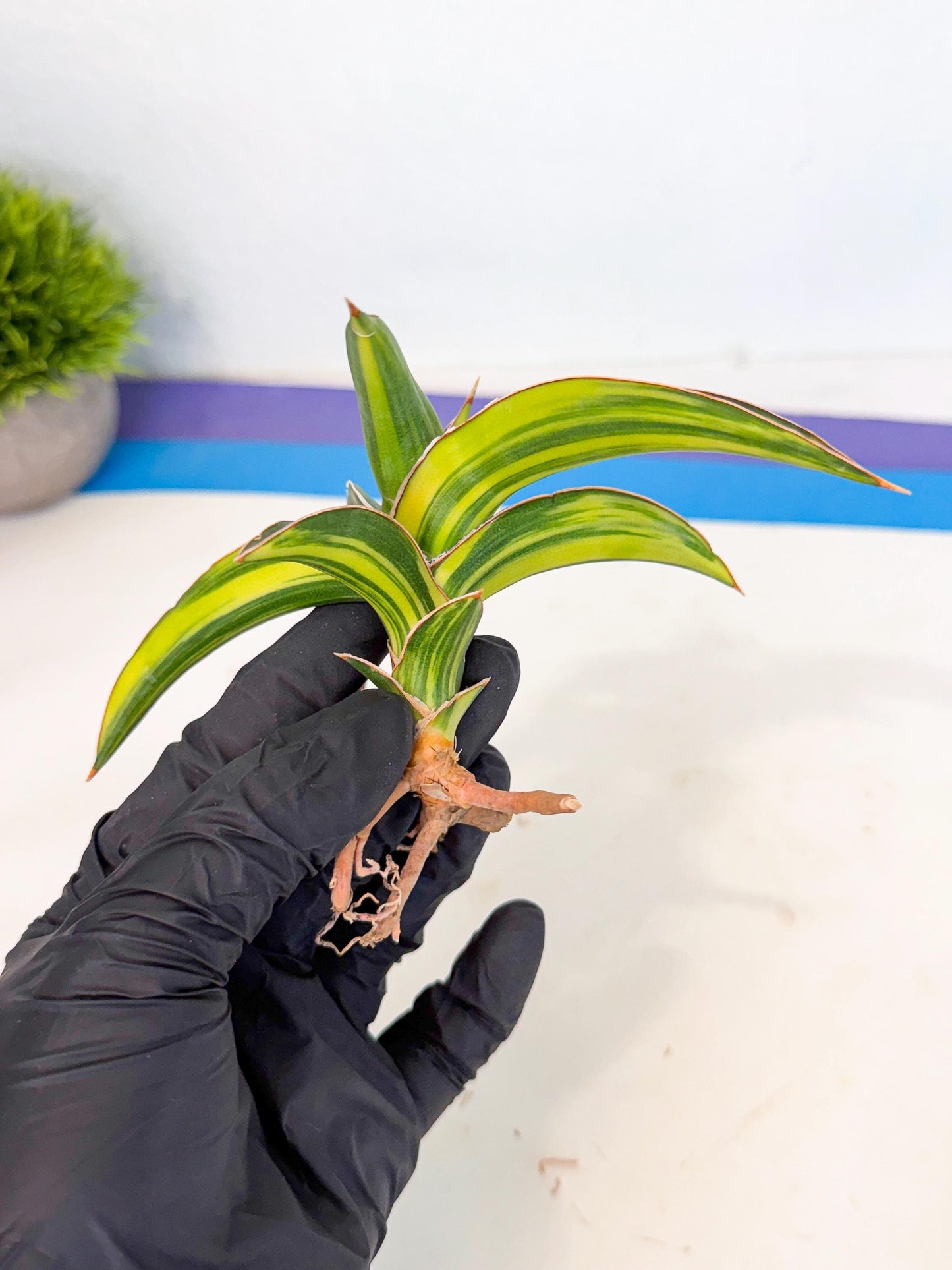 Sansevieria Robusta Narrow Leaf Var (ca4) (r) | Imported House Plants