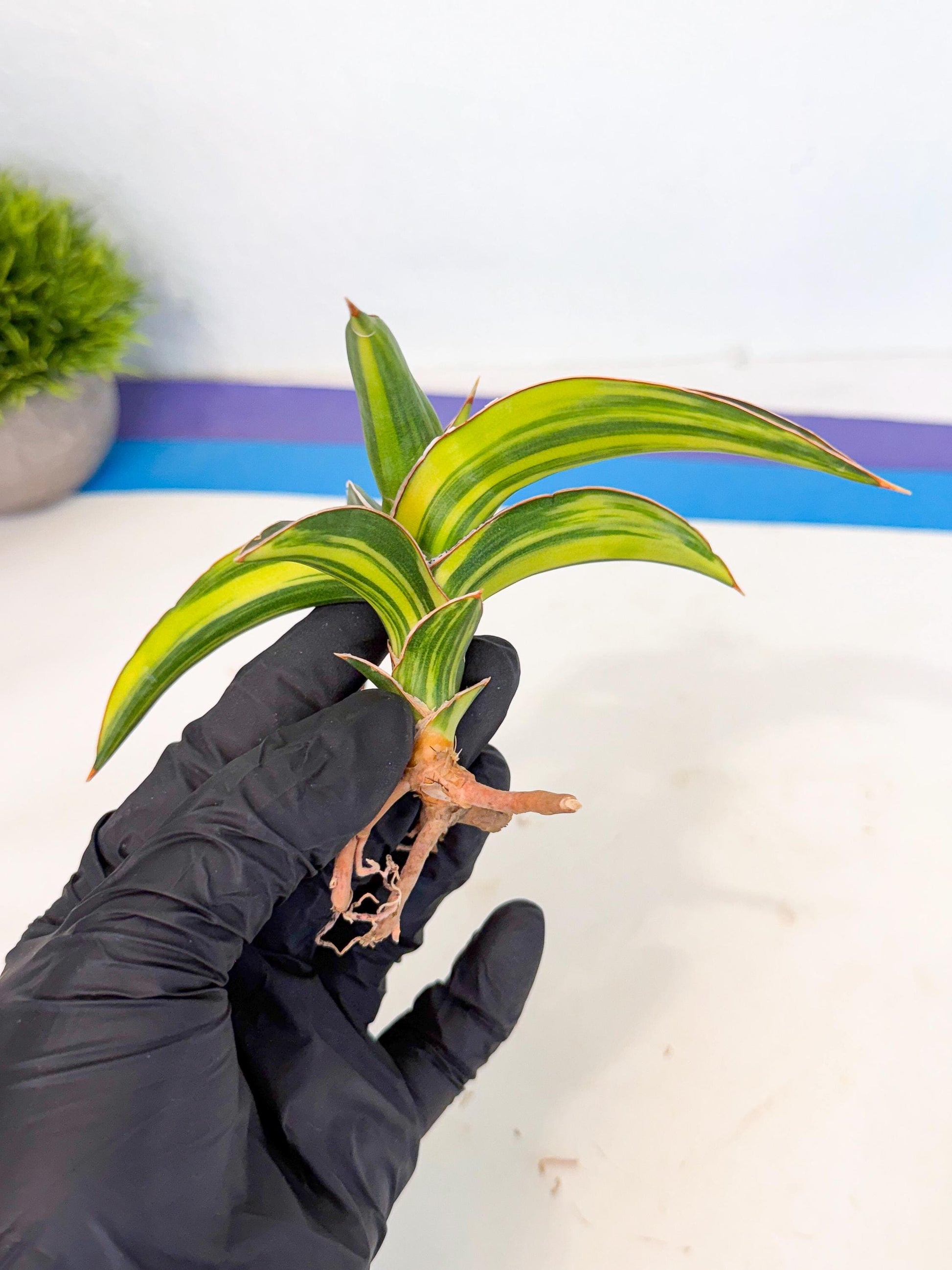 Sansevieria Robusta Narrow Leaf Var (ca4) (r) | Imported House Plants