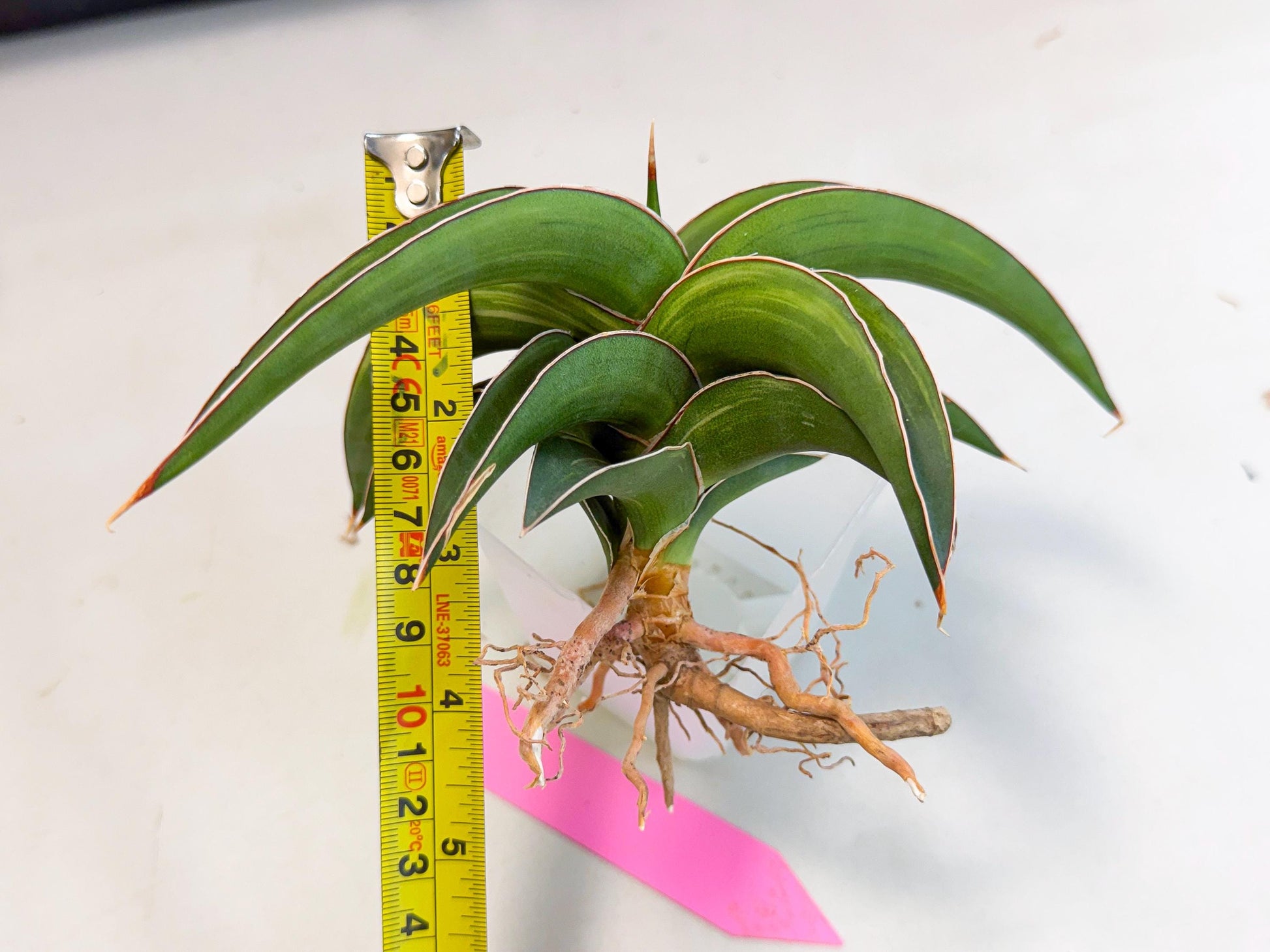 Sansevieria Robusta Narrow Leaf Var (ca4) (p) | Dmg for Propagation