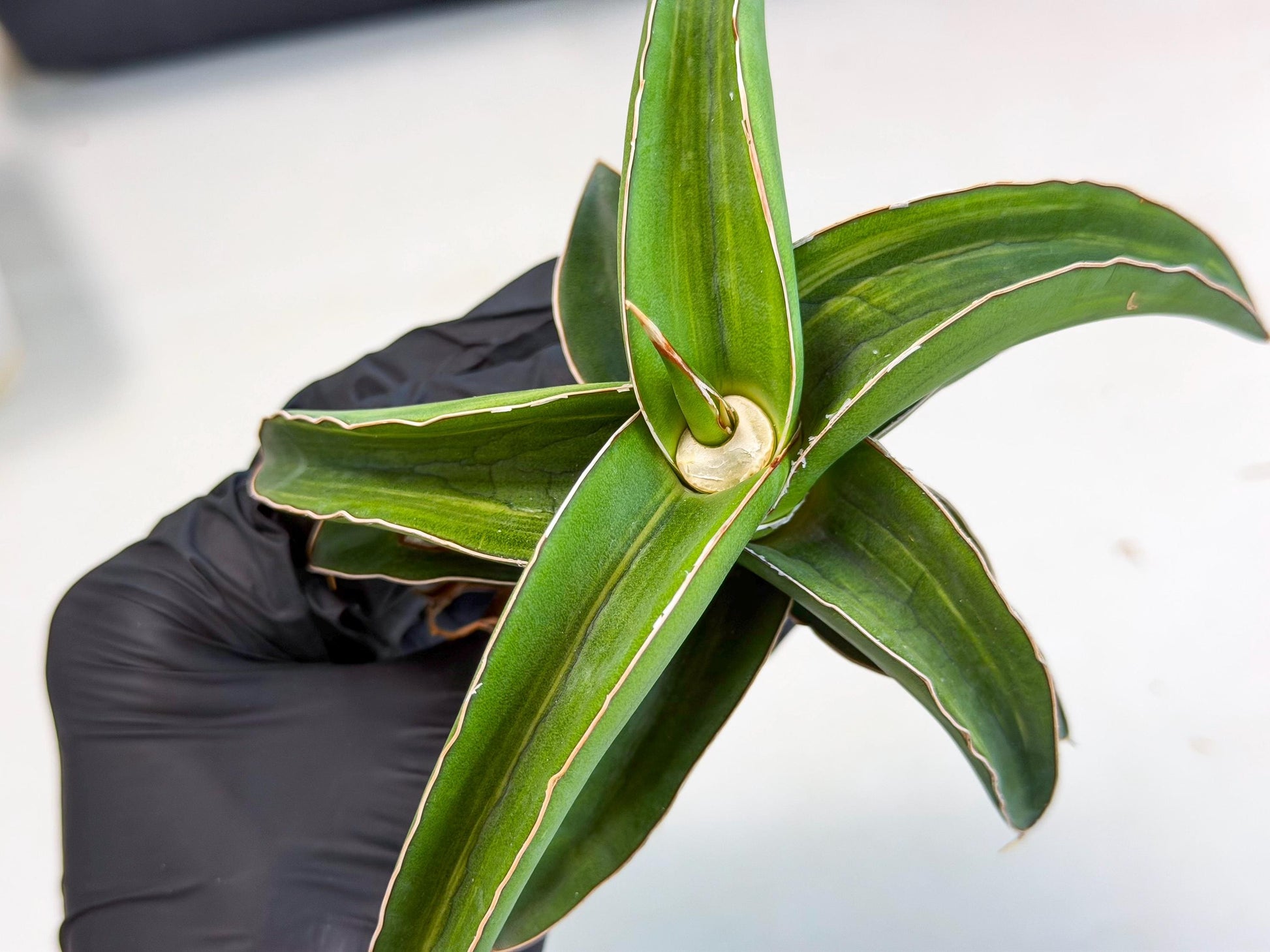 Sansevieria Robusta Narrow Leaf Var (ca4) (p) | Dmg for Propagation