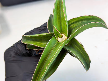 Sansevieria Robusta Narrow Leaf Var (ca4) (p) | Dmg for Propagation