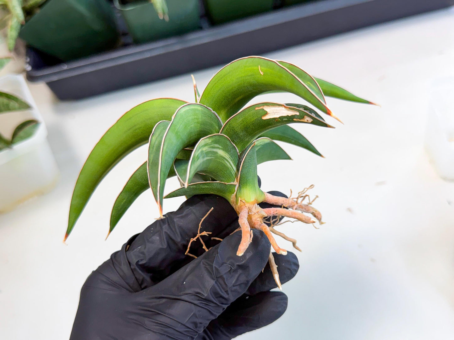 Sansevieria Robusta Narrow Leaf Var (ca4) (p) | Dmg for Propagation