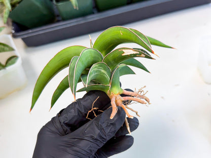 Sansevieria Robusta Narrow Leaf Var (ca4) (p) | Dmg for Propagation