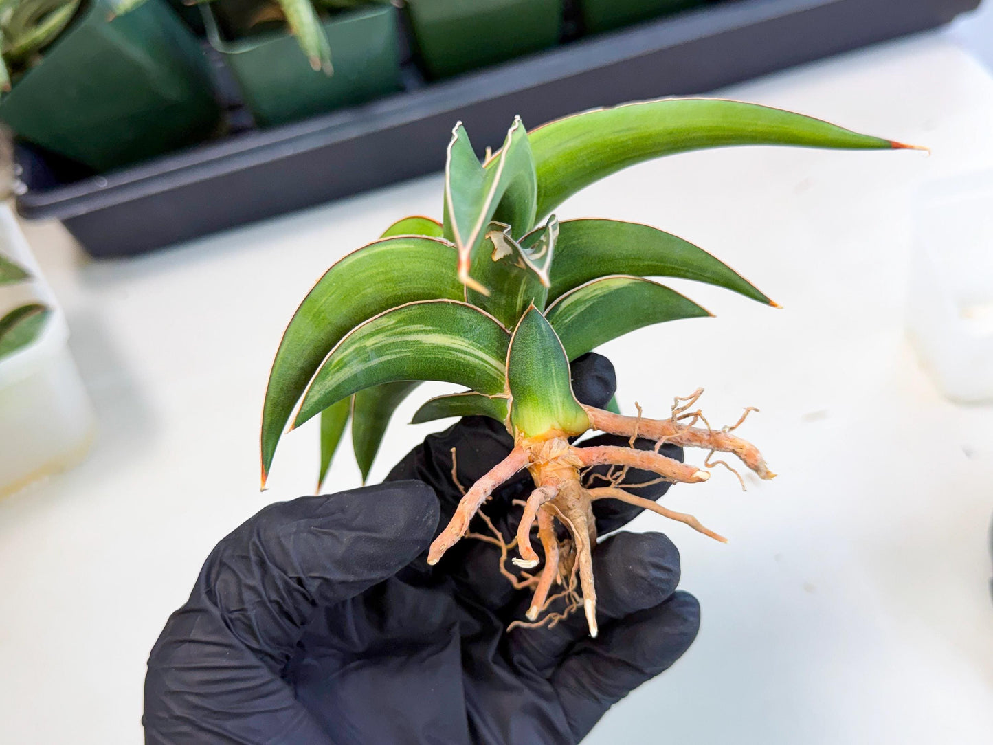 Sansevieria Robusta Narrow Leaf Var (ca4) (p) | Dmg for Propagation