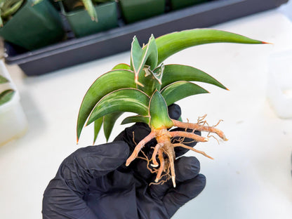 Sansevieria Robusta Narrow Leaf Var (ca4) (p) | Dmg for Propagation