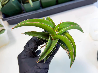 Sansevieria Robusta Narrow Leaf Var (ca4) (p) | Dmg for Propagation