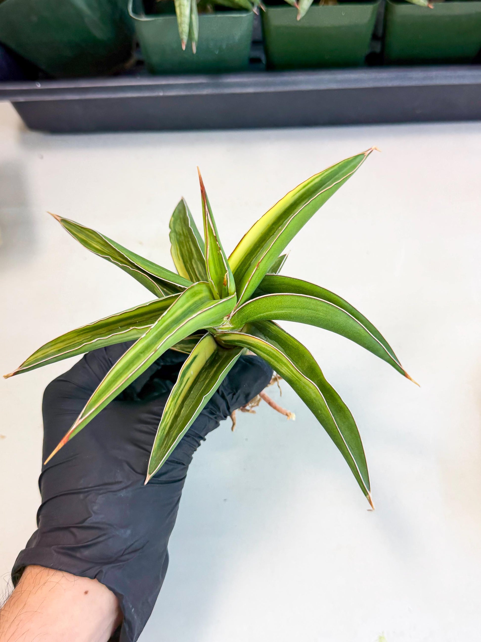 Sansevieria Robusta Narrow Leaf Var (ca4) (y) | Imported House Plants