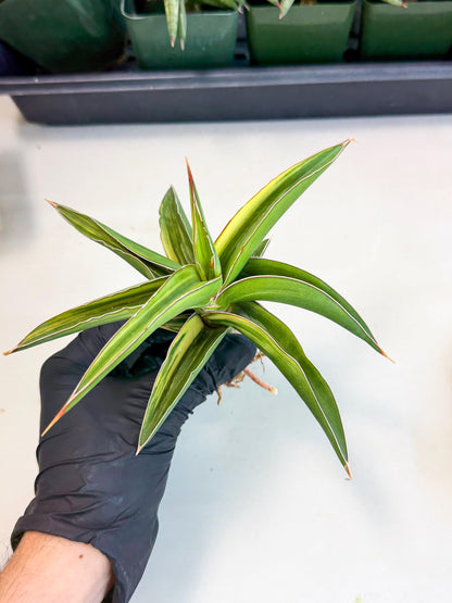 Sansevieria Robusta Narrow Leaf Var (ca4) (y) | Imported House Plants